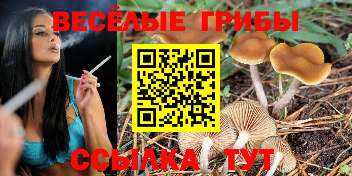 Галлюциногенные грибы Psilocybe Новотроицк